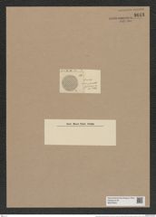 Coscinodiscus subconcavus Grun. (de-Toni-Nr.: Genus 202, Species 4885) Zeichnungen Sammlung Grunow Nr. 8643 (NHMW-BOT-W0378043)